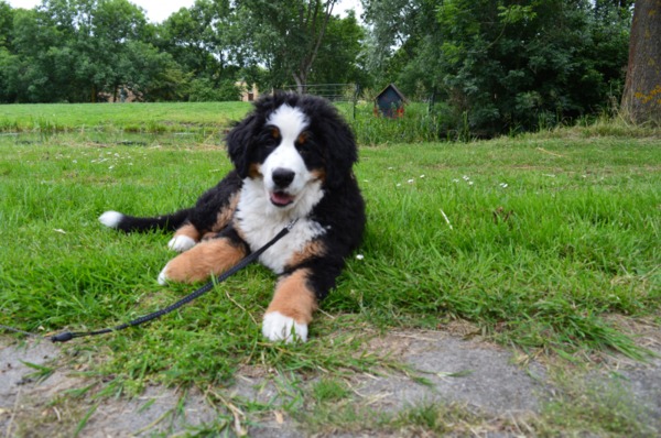Kennel de Angeli Hoeve