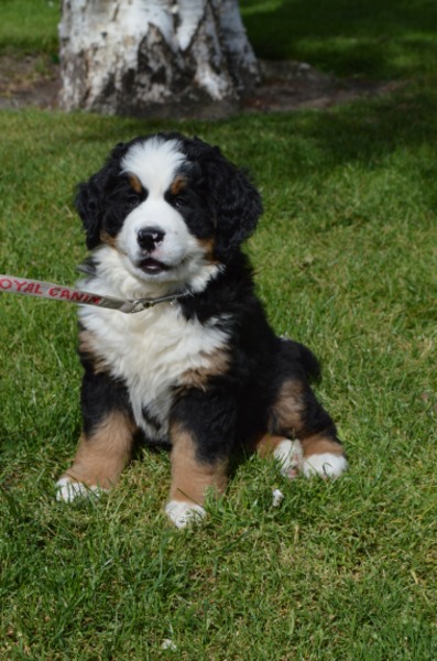 Kennel de Angeli Hoeve