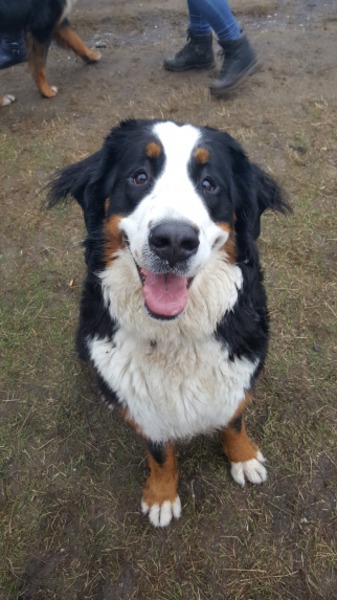 Kennel de Angeli Hoeve