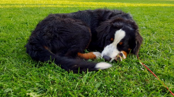Kennel de Angeli Hoeve