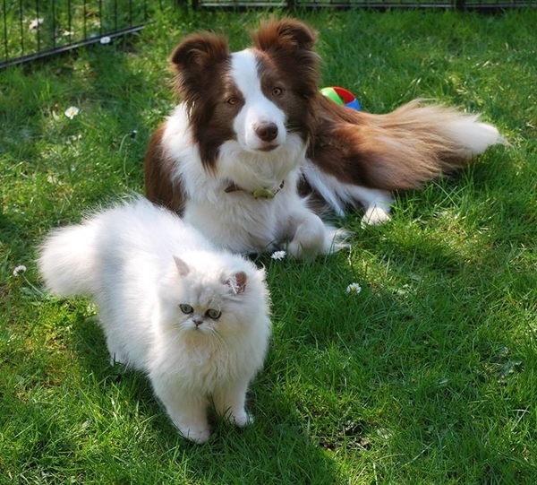 Van de Galeystukken.be