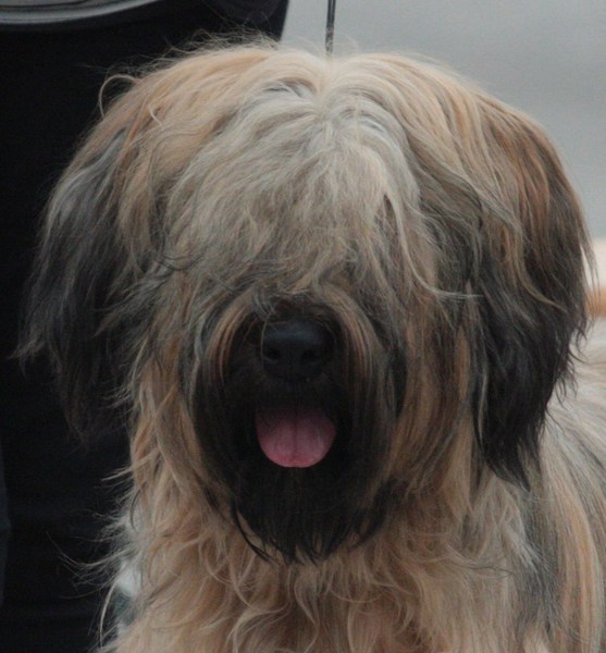 du Rêve Lourd d'Été