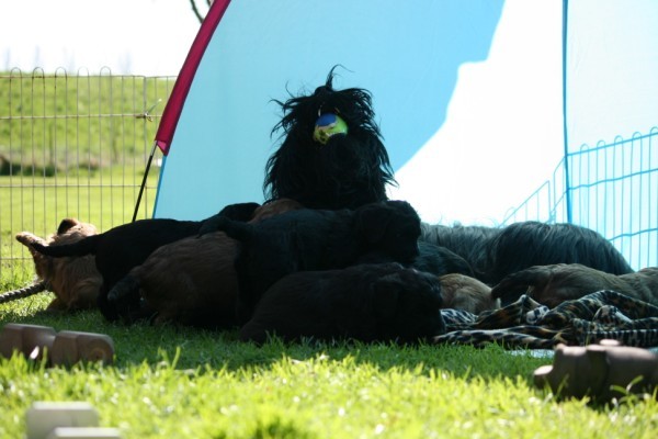 du Rêve Lourd d'Été