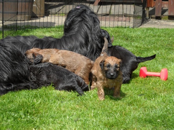 du Rêve Lourd d'Été