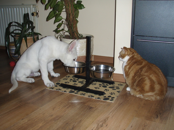 Bewaking tijdens het eten