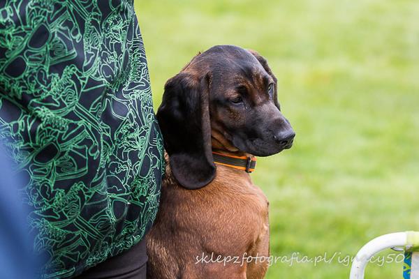 z Krainy Przodków FCI