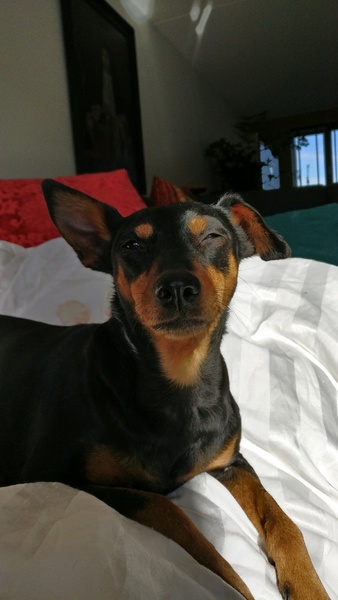 Dwergpinscher