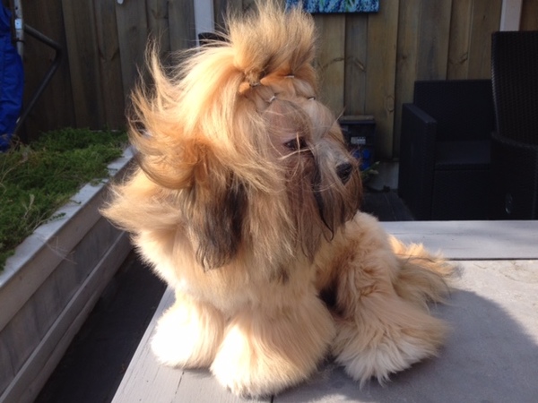 Lhasa v.d. Twentsche Weide