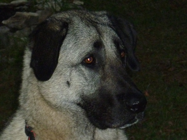 Kangal