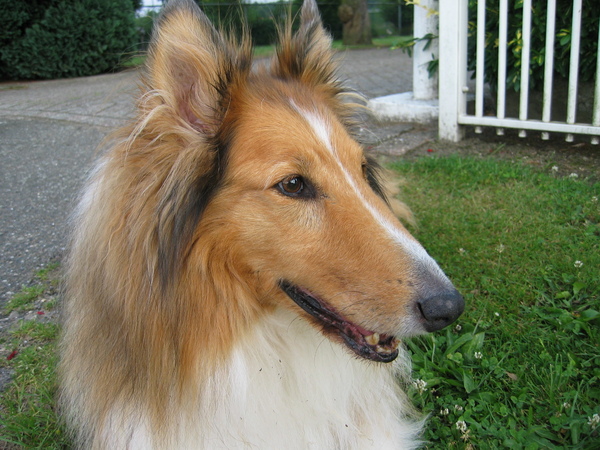 Schotse Herdershond, Langhaar