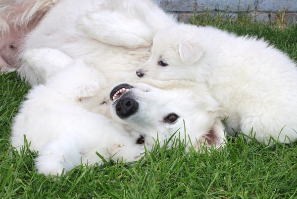 Of Black and White Island 