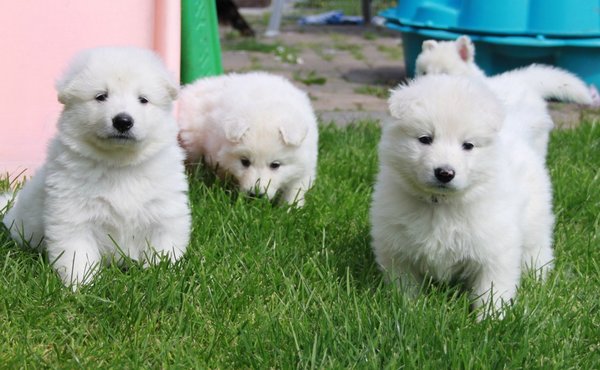 Of Black and White Island 