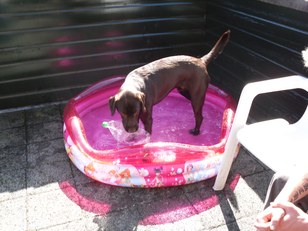 Hektor met zijn eigen zwembadje