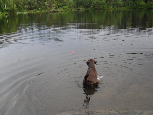 Hektor durft nog niet te zwemmen