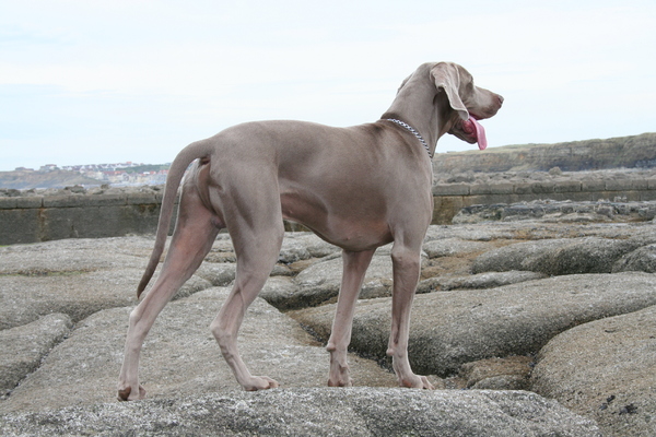 Weimaraner