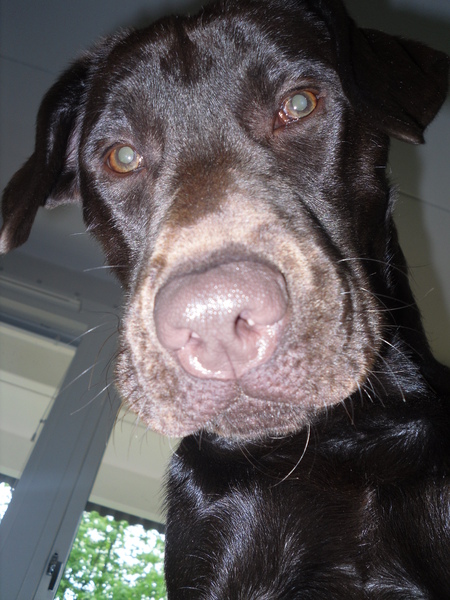 Hektor loves the Camera