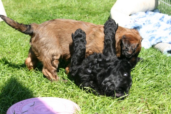 du Rêve Lourd d'Été