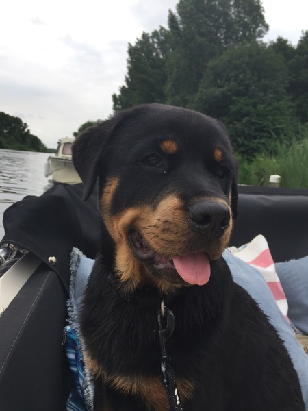 Rottweiler