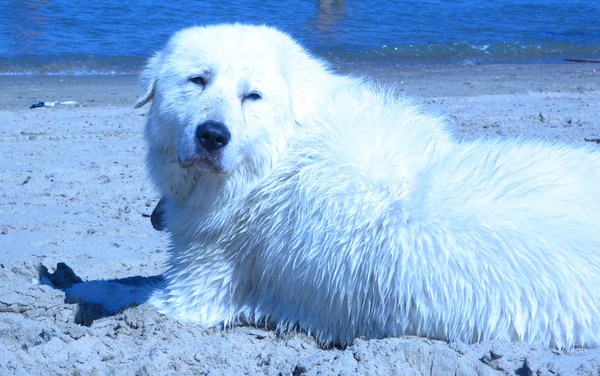 Berghond van de Maremmen en de Abruzzen