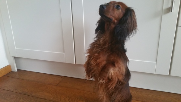 Dwergdashond, langhaar