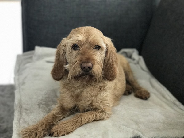 Basset Fauve de Bretagne