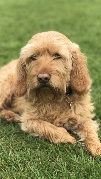 Basset Fauve de Bretagne