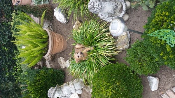 Irish Softcoated Wheaten Terriër