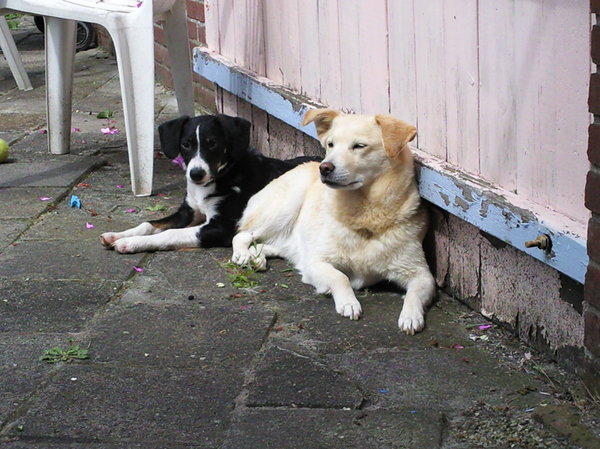 lekker in de tuin met hond van baasje haar ouders 