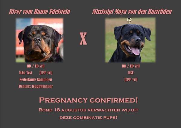 ijssel rottweilers 
