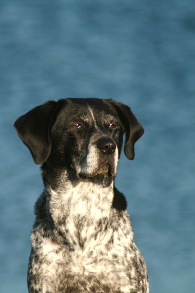 Mijn inmiddels overleden hond Ytshica