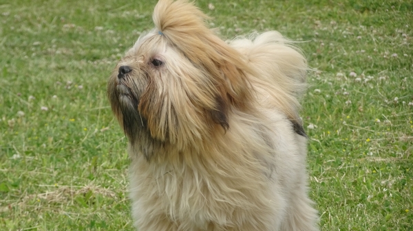 Lhasa Apso v.d. Twentsche Weide