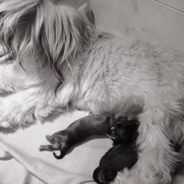 Twentsche Weide Lhasa Apso