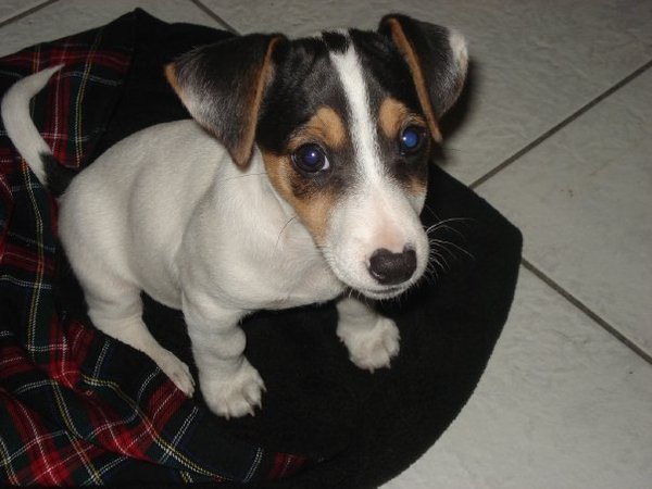 chester