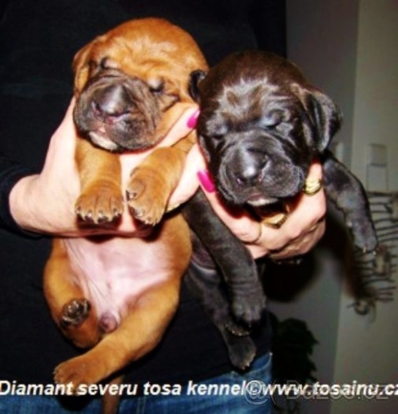 Diamant severu tosa kennel