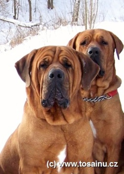 Diamant severu tosa kennel