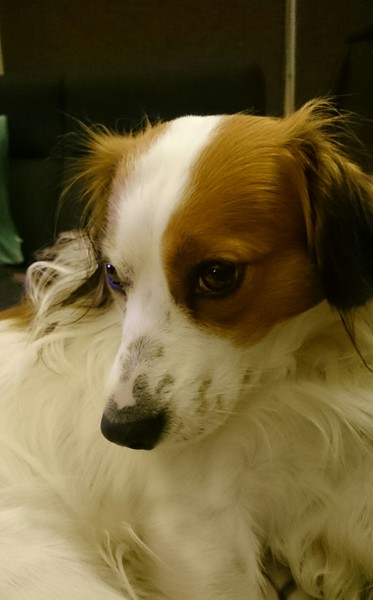 Kooikerhondje