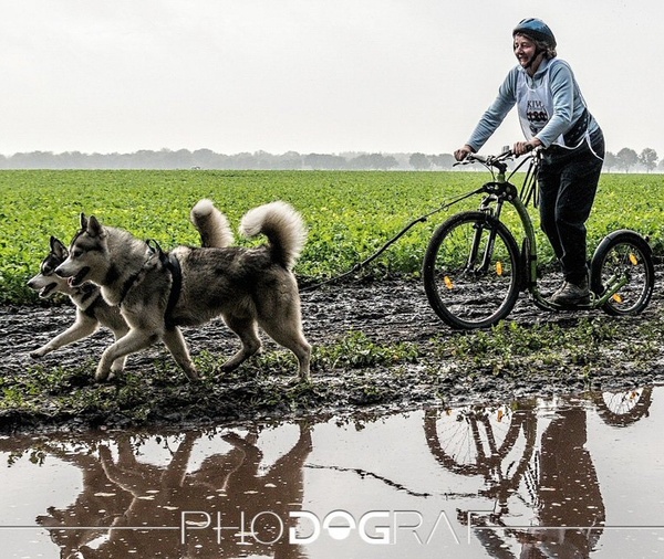 Running Rascals Siberians