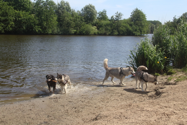 Running Rascals Siberians