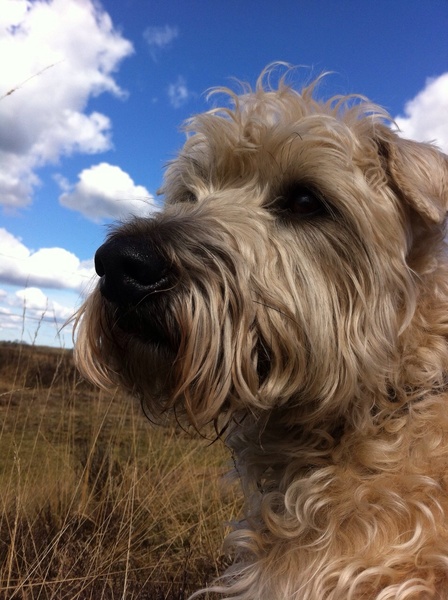Irish Softcoated Wheaten Terriër