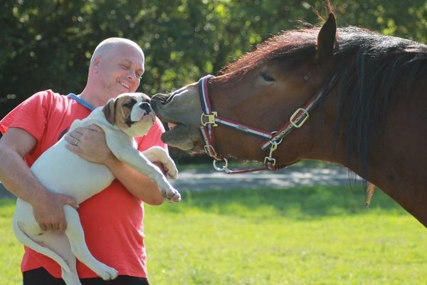 Bulls of Crown (Hongarije)