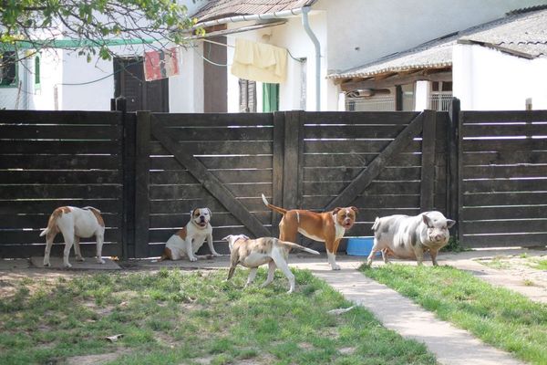 Bulls of Crown (Hongarije)