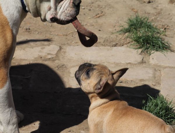 Bulls of Crown (Hongarije)