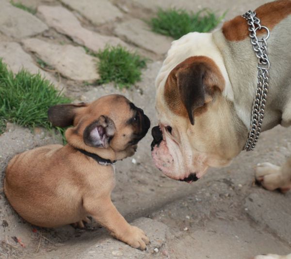 Bulls of Crown (Hongarije)