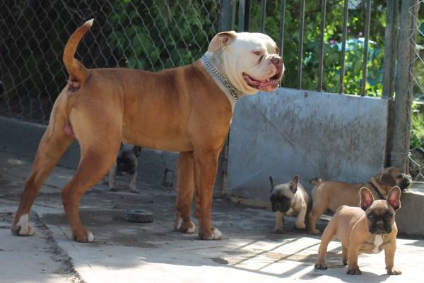 Bulls of Crown (Hongarije)