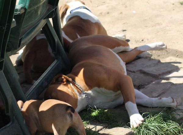 Bulls of Crown (Hongarije)