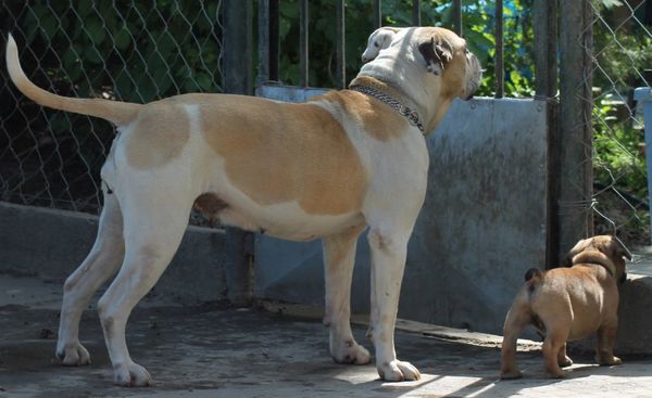 Bulls of Crown (Hongarije)