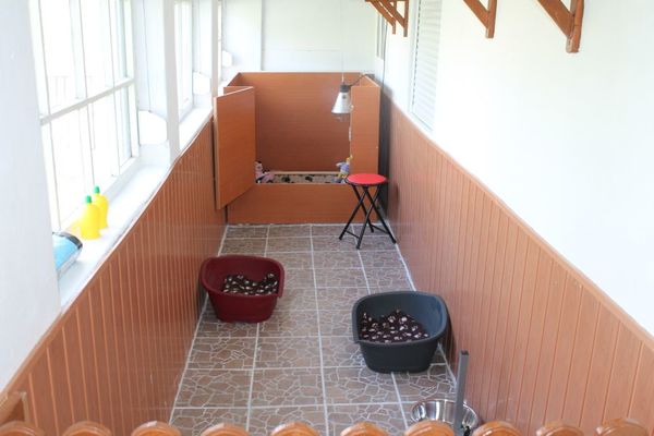 Bulls of Crown (Hongarije)