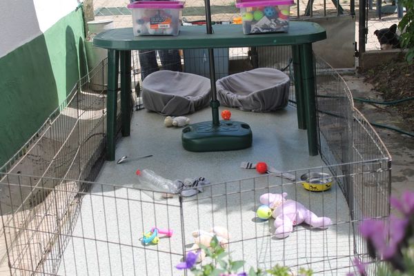 Bulls of Crown (Hongarije)