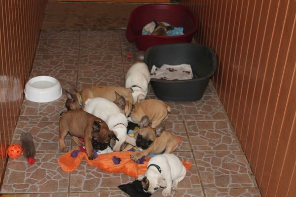 Bulls of Crown (Hongarije)