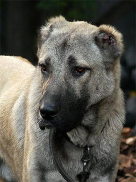 Kangal